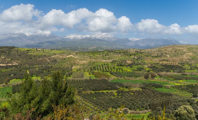Panoramic view of a serene countryside featuring expansive olive groves, lush green fields, and rolling hills with distant snow-capped mountains under a clear blue sky with scattered clouds. Ideal for use in travel brochures, agricultural magazines, nature documentaries, and rural life promotions.