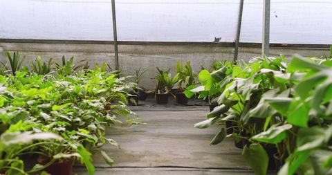 Lush greenhouse walkway lined with diverse potted plants
