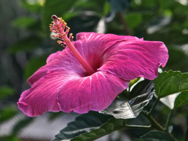 Close-Up of Vibrant Pink Hibiscus Flower in Bloom - Download Free Stock Photos Pikwizard.com