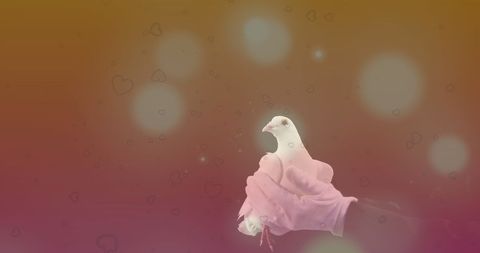 Hands Holding White Dove Against Dreamy Abstract Background