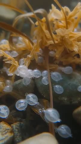 Macro vertical video panning over translucent marine egg capsules clinging to kelp strands