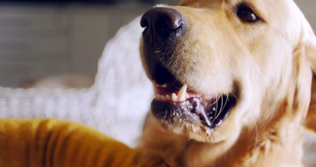 Enhance your pet care or veterinary content with this close-up of a joyful Golden Retriever indoors. Perfect for advertising pet products, illustrating dog behavior, or enhancing a warm and friendly social media post.