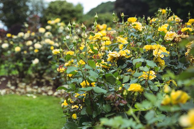 Yellow Flowers Blooming in Lush Garden - Download Free Stock Photos Pikwizard.com