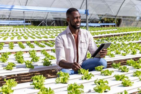 African American Man Inspecting Lettuce in Hydroponic Farm