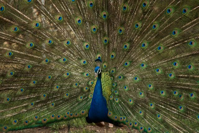 Peacock Displaying Vibrant Feather Plumage in Nature - Download Free Stock Photos Pikwizard.com