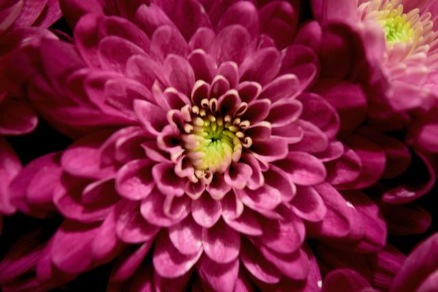 This close-up captures the detailed beauty of a pink chrysanthemum in full bloom. With its vibrant colors and intricate petals, it is perfect for use in nature blogs, floral design inspiration, gardening websites, and romantic themed content.