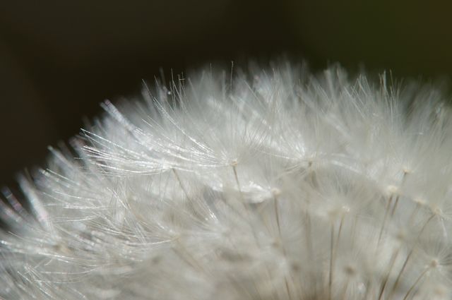 This detailed close-up captures the delicate seeds of a dandelion flower, showcasing the intricate, soft details of the plant. This image is ideal for use in nature-related content, educational materials on plants and flowers, environmental conservation causes, or art and design projects emphasizing natural beauty and fragility.