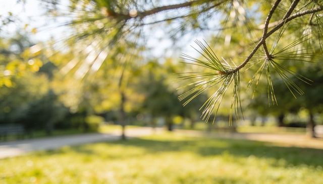 Sunlit pine needles in park foreground with soft bokeh, green lawn and tranquil nature
