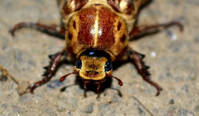 Close-up captures intricate details of a brown beetle on a sandy ground. Perfect for nature, biology, and entomology websites or articles. Can be used for educational content, wildlife documentaries, or presentations about insects.