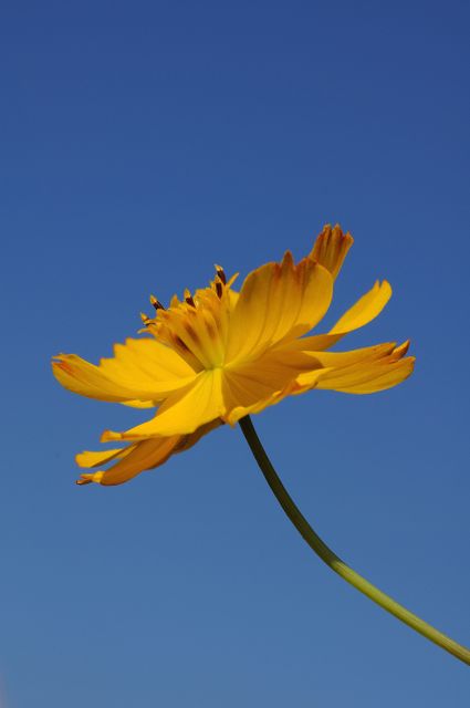 Yellow cosmos flower in full bloom against a clear, radiant blue sky offers a vivid and cheerful image. Suitable for uses in gardening websites, nature blogs, botanical magazine covers, eco-friendly products, or in advertisements promoting outdoor activities, summer events, and floral beauty.