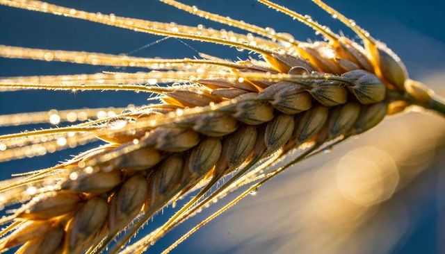 Backlighting wheat ear macro showing dew droplets and golden awns in morning light