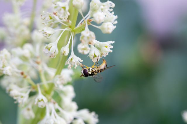 This image captures a close-up scene of a bee pollinating white flowers in a green garden. Ideal for use in articles or blogs focused on gardening, botany, or environmental topics. Suitable for educational material on plant-pollinator interactions or as visual content for nature-related websites.