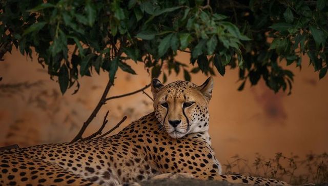 Cheetah lounging under tree in savannah setting