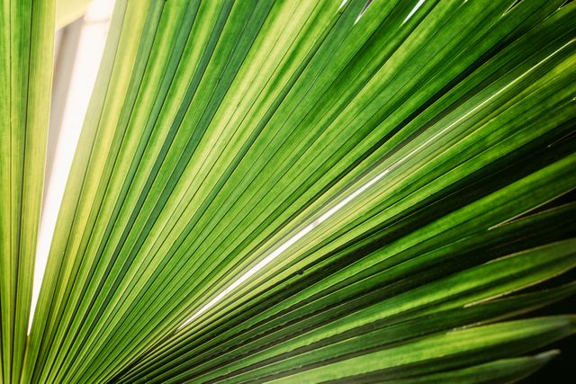 Image depicts a detailed close-up of a bright green palm leaf with sunlight filtering through. Suitable for use in nature-themed designs, botany articles, backgrounds, eco-friendly campaigns, and tropical getaway promotions.