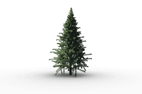 Realistic Christmas Tree on Transparent Background - Download Free Stock Videos Pikwizard.com