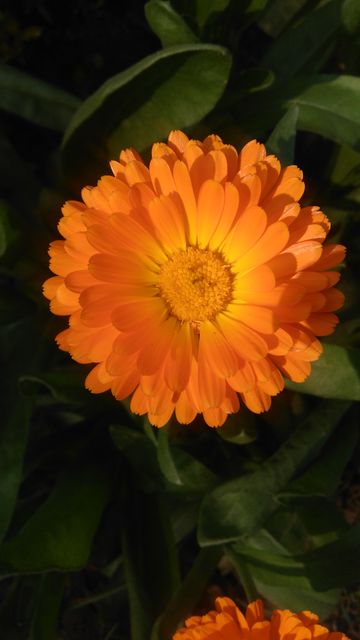 Close-up of Vibrant Orange Marigold Flower - Download Free Stock Photos Pikwizard.com