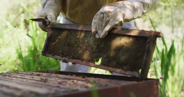Caucasian male beekeeper in protective clothing inspecting honeycomb frame from a beehive - Download Free Stock Photos Pikwizard.com