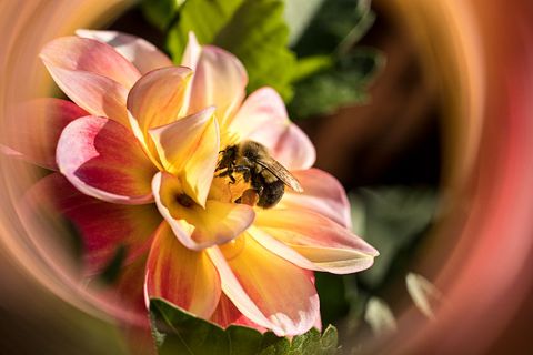 Bee pollinating vibrant dahlia flower in sunlit garden ecosystem