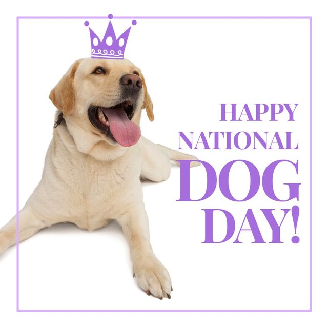 Composite of labrador wearing crown and happy national dog day text on white background, copy space. Dog, animal, pet, breed, adoption, protection and celebration concept.