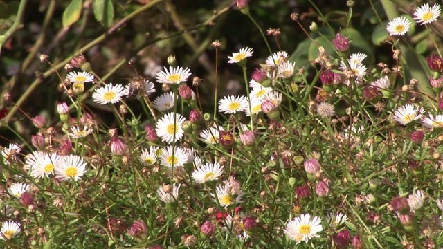 Wildflowers and buzzing bees in sunny field. Perfect for promoting ecological awareness, showcasing nature's beauty, or illustrating summer activities. Ideal for environmental campaigns or educational materials on pollination.