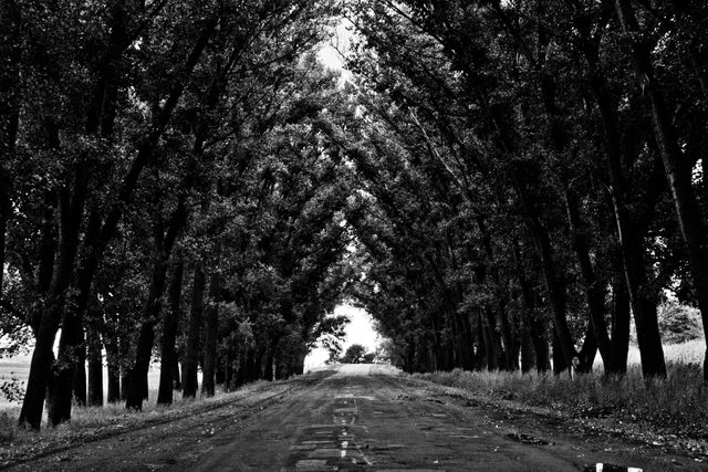 This tranquil black and white scene captures an empty road emerging through a canopy of trees. The symmetry of the archway created by the trees offers a mystical and serene atmosphere. Suitable for use in prints, posters, website backgrounds, or as art in home decor, depicting themes of journeys, solitude, and natural beauty.