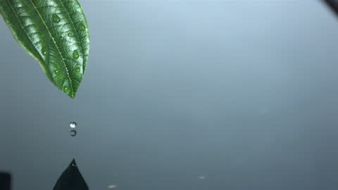 Water Drop Cascading from Leaf Touched by Tranquility in Slow Motion