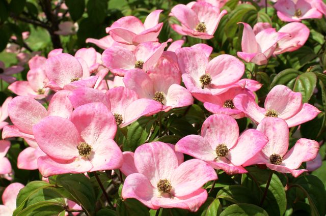 Pink dogwood flowers in full bloom presenting a vibrant and cheerful scene in a sunny garden. Great for use in gardening blogs, floral catalogues, spring and summer promotional materials, and nature-oriented advertisements to evoke feelings of beauty, growth, and renewal.