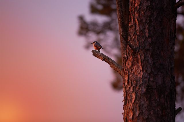Insect perching on tree trunk during sunset - Download Free Stock Photos Pikwizard.com