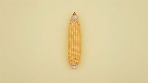 Single ear of corn on pale yellow background