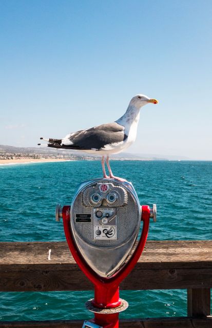 Seagull standing on top of coin-operated binoculars at a dock overlooking the ocean. Scenic coastal background with clear blue skies, ideal for travel promotions, nature blogs, seaside postcards, tourism marketing, and environmental conservation messages.