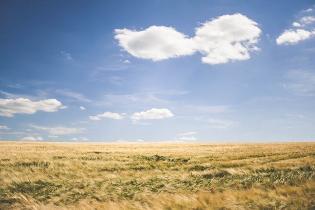 Endless Golden Wheat Field Under Blue Sky with White Clouds - Download Free Stock Photos Pikwizard.com
