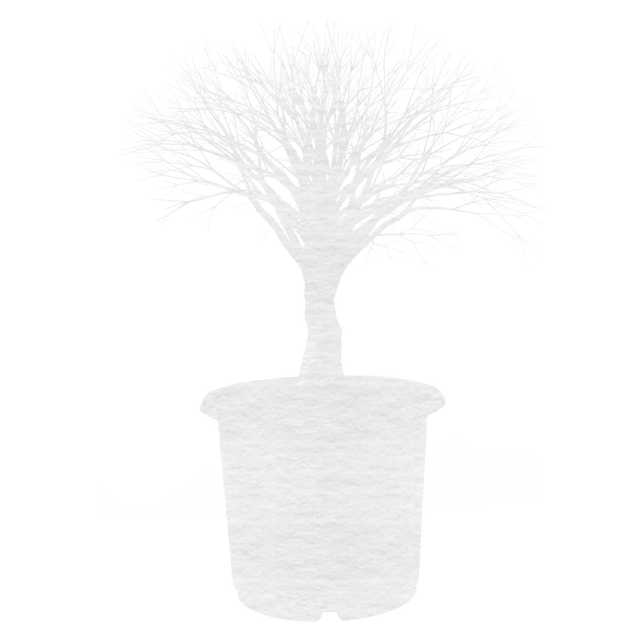 Stylized Plant in Pot, Transparent Background Vector Illustration - Download Free Stock Videos Pikwizard.com