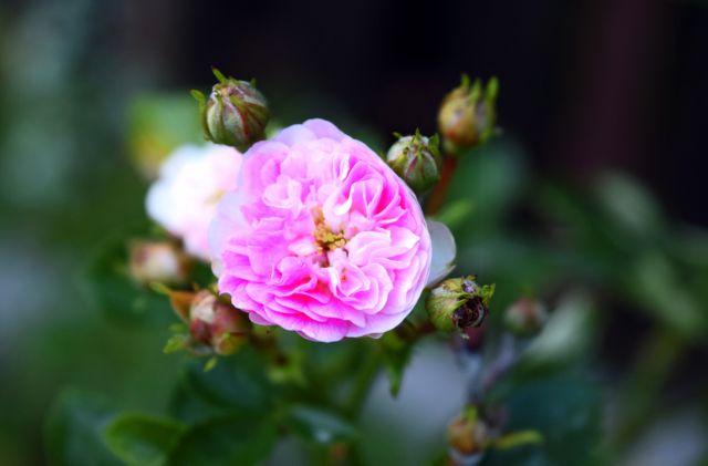 Close-up view of a blooming pink rose with surrounding buds, highlighting beauty of nature. Perfect for use in floral magazines, gardening blogs, or inspirational quotes on nature.