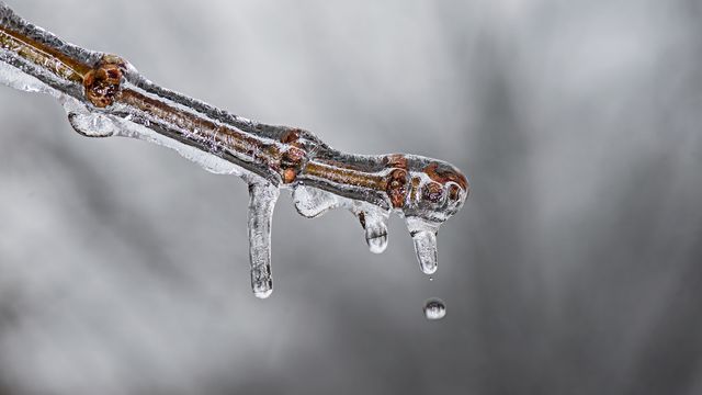Close-up view of a tree branch covered in ice with icicles dripping. Perfect for winter-themed projects, illustrating cold weather, nature photography, and seasonal changes. Ideal for backgrounds, presentations about winter or cold climates, and educational materials on natural phenomena.