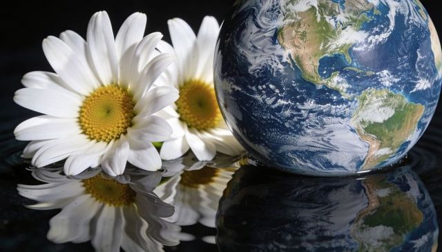 White daisies and earth globe reflecting on glossy black surface for sustainability concept