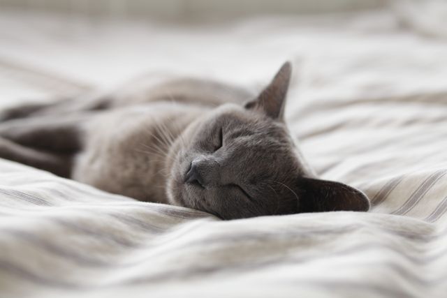 Relaxed Grey Cat Sleeping Peacefully on Bed - Download Free Stock Photos Pikwizard.com