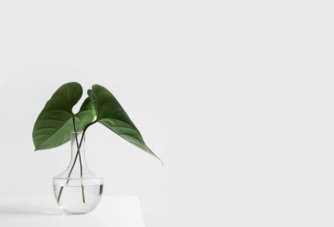 Minimalist Leaf Arrangement in Glass Vase