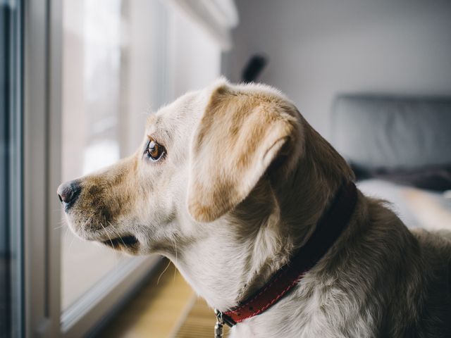 Golden Retriever dog is staring attentively out a bright window while sitting indoors. Sunlight softly illuminates its fur, giving a warm ambiance. Suitable for pet-related content, blogs, advertisements, or mindfulness theme emphasizing calm and contemplation.