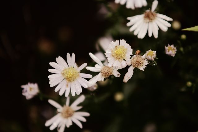 Delicate white daisies in bloom, showcasing petals and natural beauty. Perfect for nature-themed content, floral illustrations, gardening ads, or background visuals. Highlights the elegance and simplicity of flowers, ideal for spring and summer promotions.