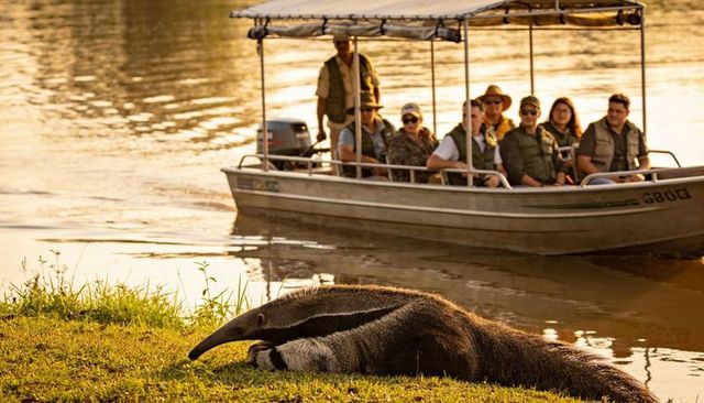 Giant anteater resting on riverbank with eco-tourists observing from boat at golden hour