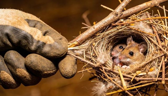Gloved hand cradling woven nest with two baby field mice peeking from twigs and feathers
