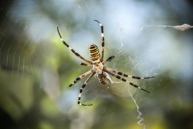 Close-up view of a black and yellow spider spinning a web in a natural outdoor setting. This detailed image is ideal for use in educational resources, nature documentaries, or as a background for wildlife and insect-themed presentations.
