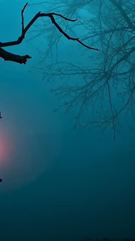 Lantern glowing in teal mist hanging from bare branch, moody vertical forest video