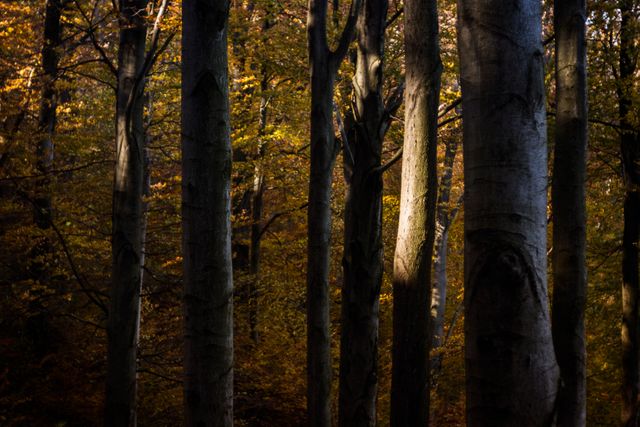 Sunlight Filtering Through Dense Woodland Trees in Autumn - Download Free Stock Photos Pikwizard.com