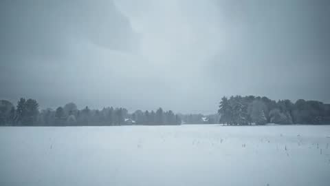 Snow Falling Over Rural Meadow with Distant Cabins and Pine Tree Line, Quiet Winter Video