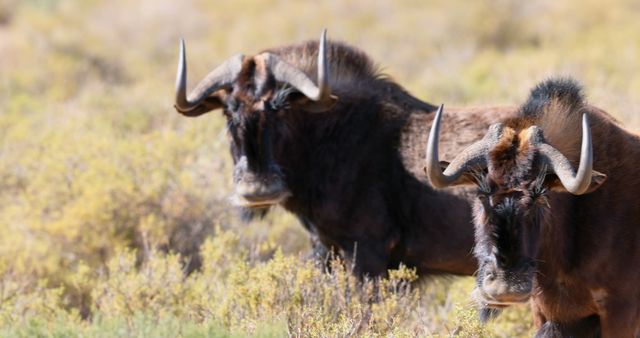 Two wildebeests are captured in their natural habitat, grazing on the savanna. Their curved horns and shaggy coats are characteristic features of these resilient animals, adapted to life in the grasslands.