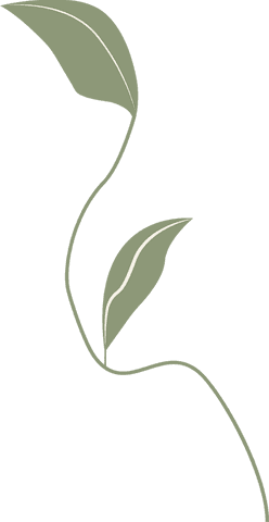Elegant transparent vine with olive green leaves
