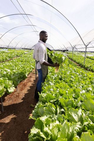 African American Farmer Harvesting Lettuce in Greenhouse Tunnel