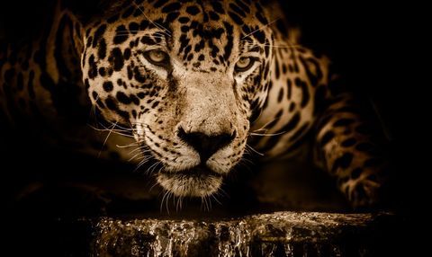 Jaguar Close-up Drinking at Night with Intense Gaze Sepia Portrait