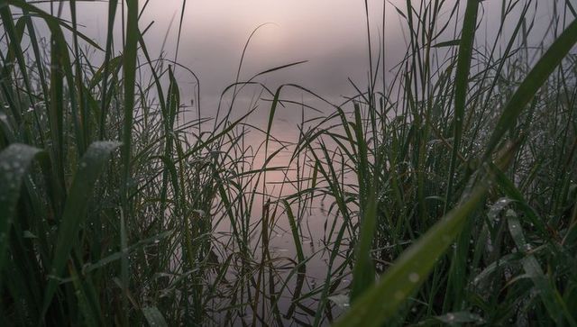 Dew-kissed reeds framing misty dawn pond with pastel sky reflection